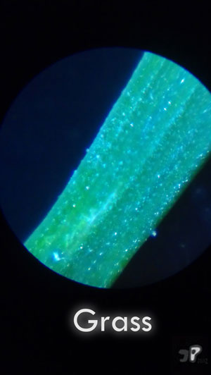 Regalement - &copy; Jujhar Pannu