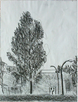 3 Trees - © Jujhar Pannu_ES