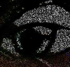 Francis bacon portrait - &copy; Jujhar%20Pannu%20_ES